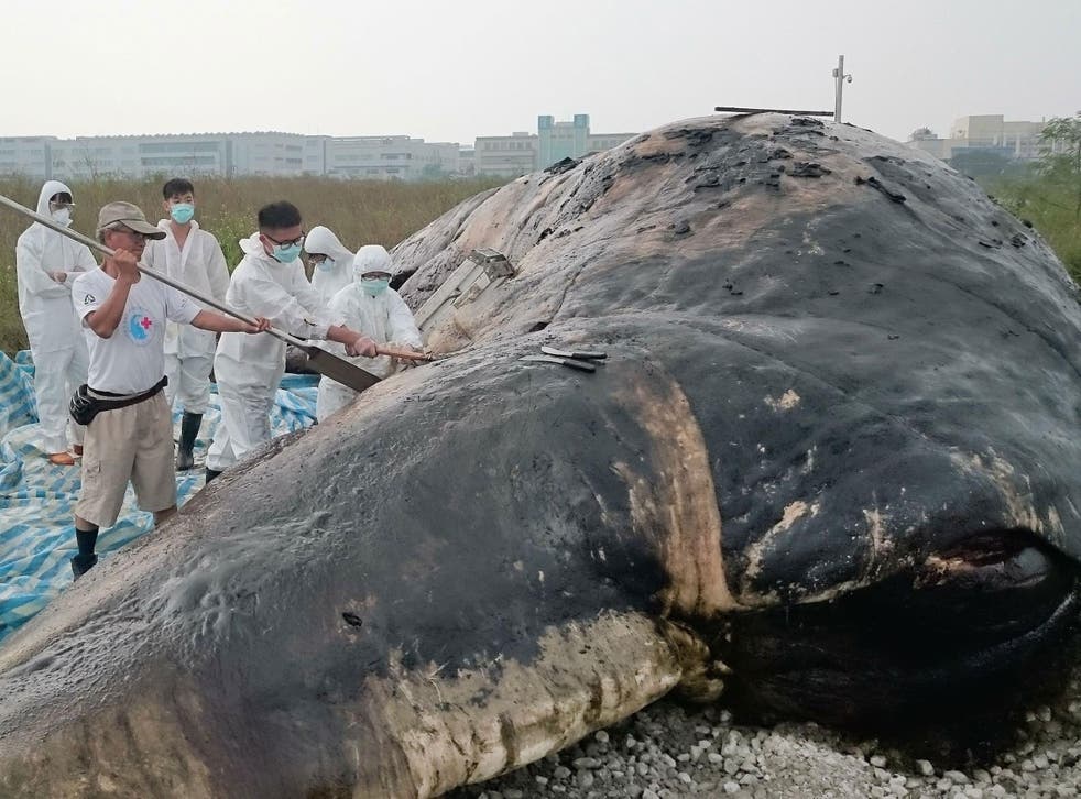 Marine biologists conducted an autopsy on the sperm whale and found a 'mass' of rubbish in its stomach