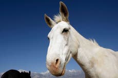Fears over rise in horse sex abuse in Switzerland
