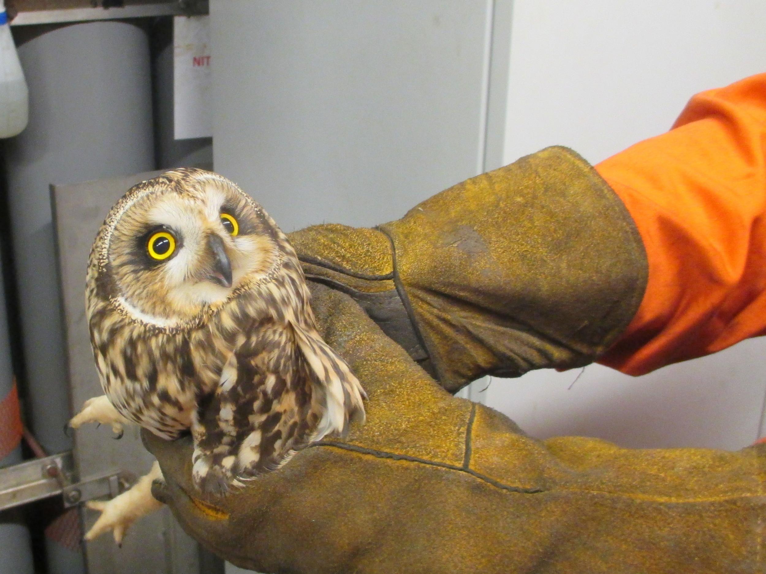 The owl crash-landed on the oil rig