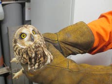 Owl air lifted to safety after crash-landing on North Sea oil rig 