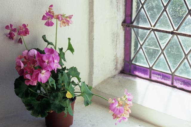 It is easy to take cuttings from pelargoniums. Just snap off a shoot and plant in a pot to winter indoors or in a greenhouse