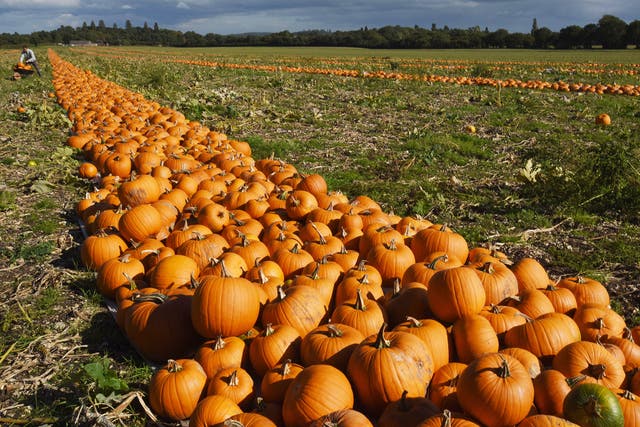 Gourd almighty: some of the million pumpkins that will be carved in Britain this weekend