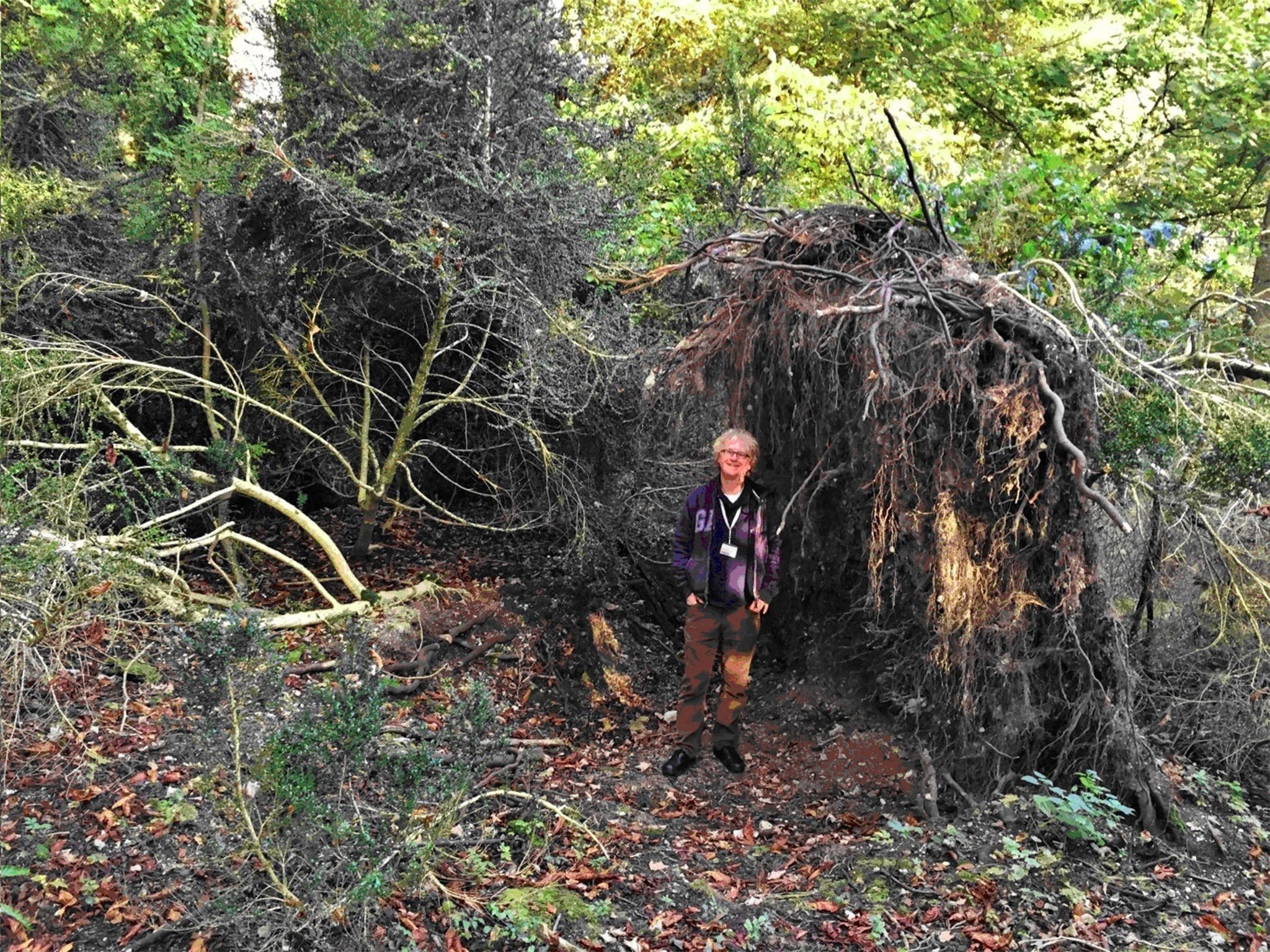 A fallen tree which forms the wall of a Stone Age ‘eco-home’ near Stonehenge