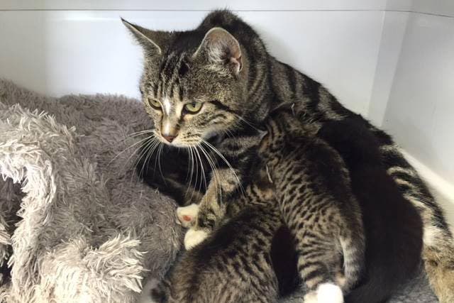 The mother cat and her kittens have now been fostered