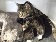 Mother cat sneaks into vet clinic to be reunited with her kittens