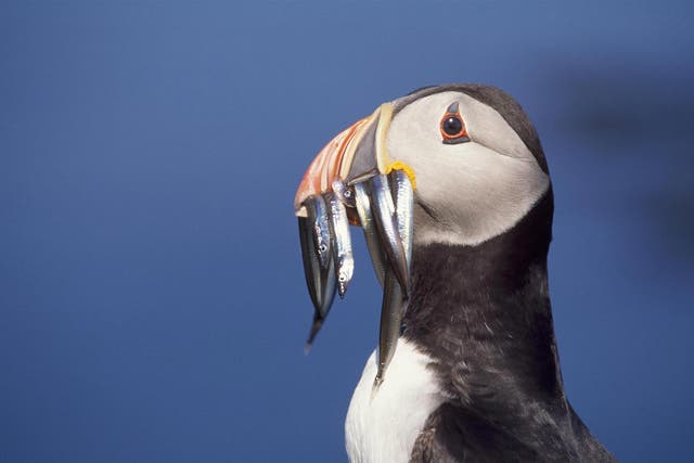 The Atlantic puffin is vulnerable to extinction
