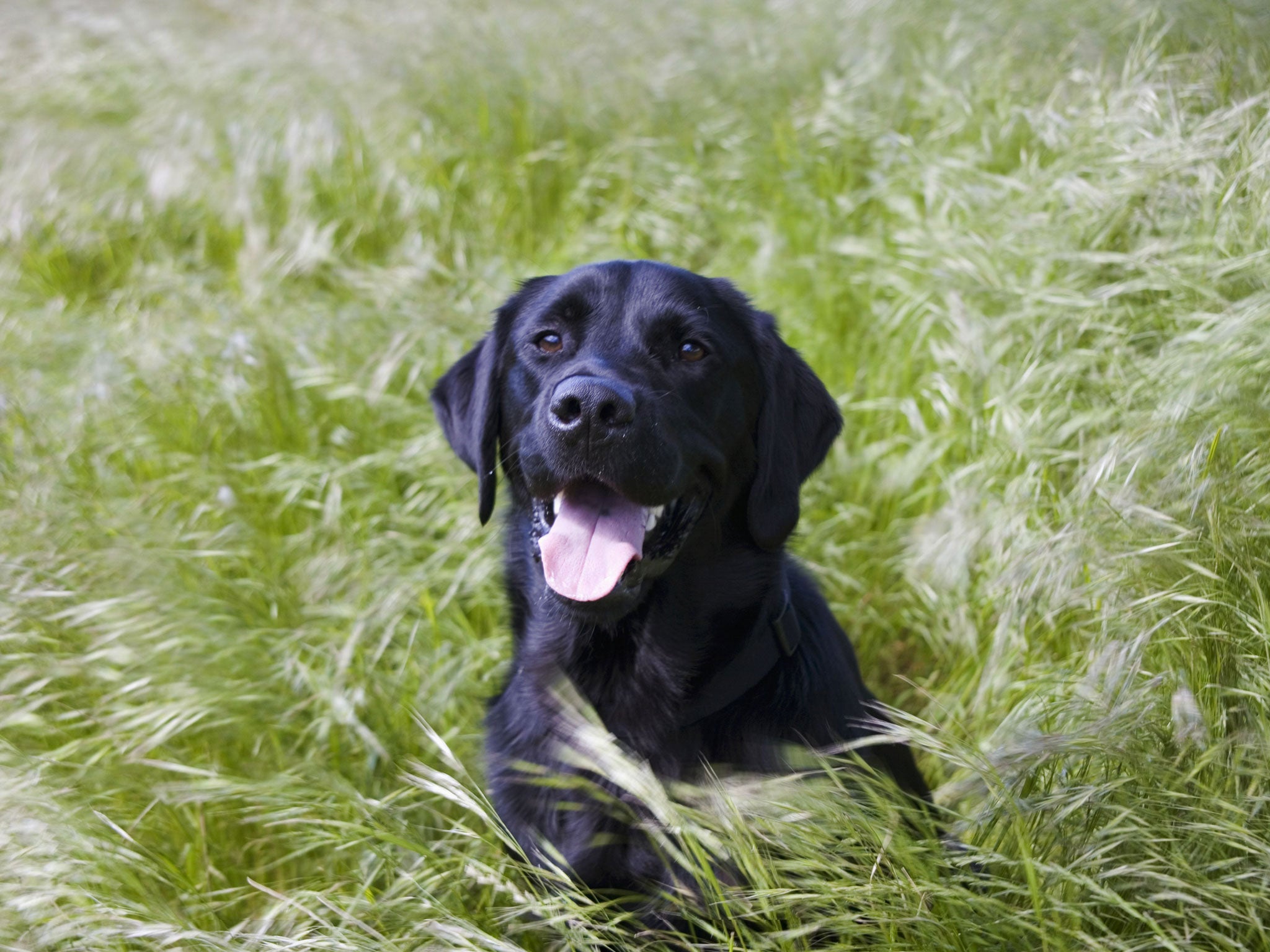 A dog’s life: Labradors are the most popular breed of dog in Britain