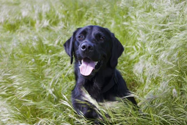 <p>Eleven Labradors and two Cocker Spaniels were reportedly killed </p>