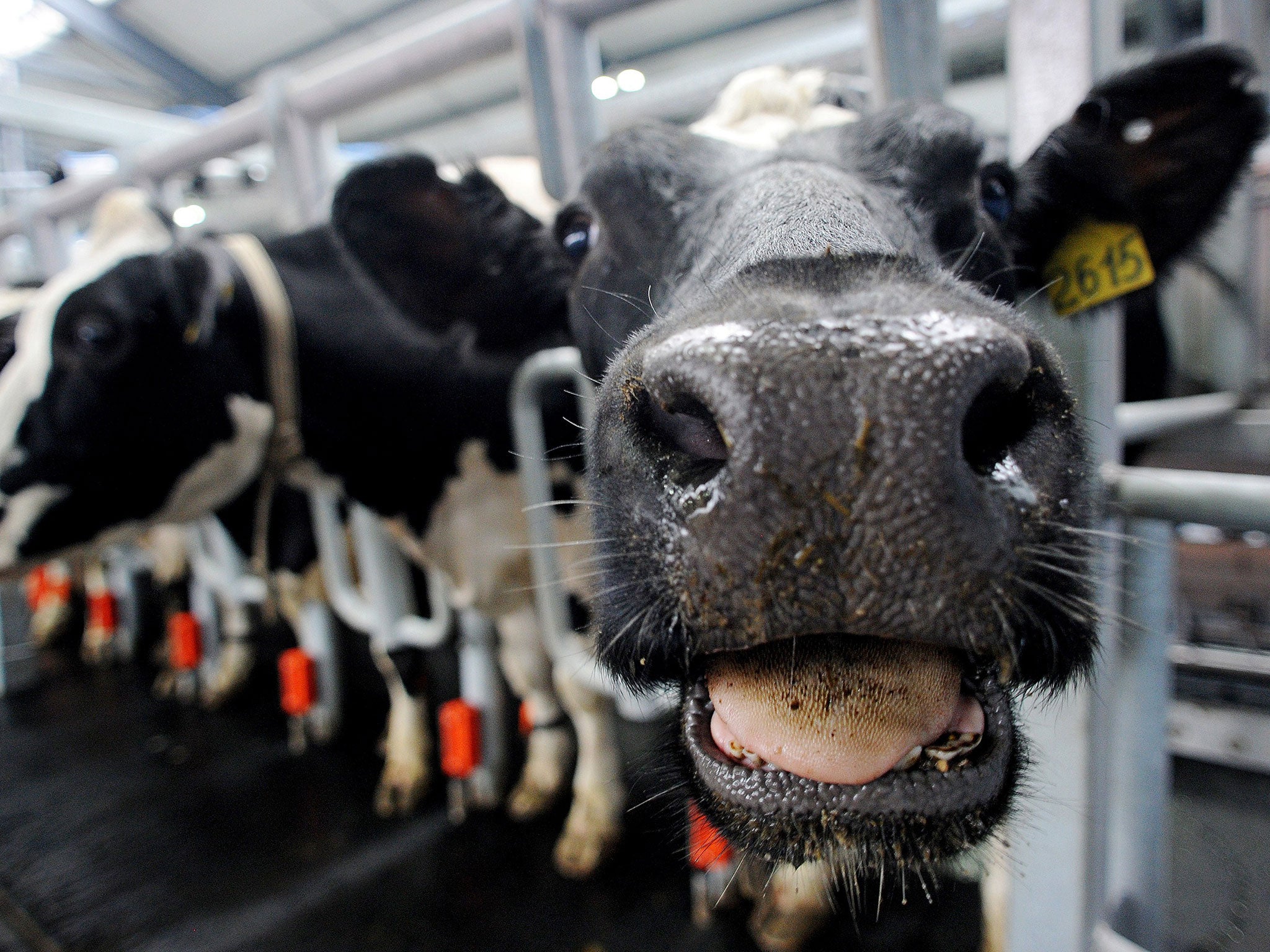 Cows at an industrial dairy farm