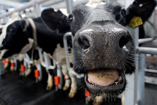 Cows at an industrial dairy farm