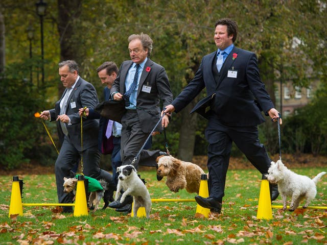 Best in show: David Warburton with his dog Bailey, Chris Matheson with Casper, Hugo Swire with Rocco, and Alec Shelbrooke with Maggie and Boris compete for the title of Westminster Dog of the Year