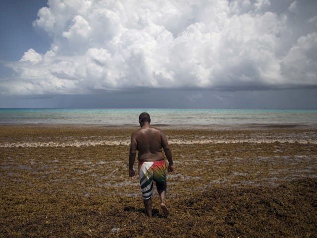 Sargassum seaweed piles up at Gaviota Azul beach in Cancun, Mexico