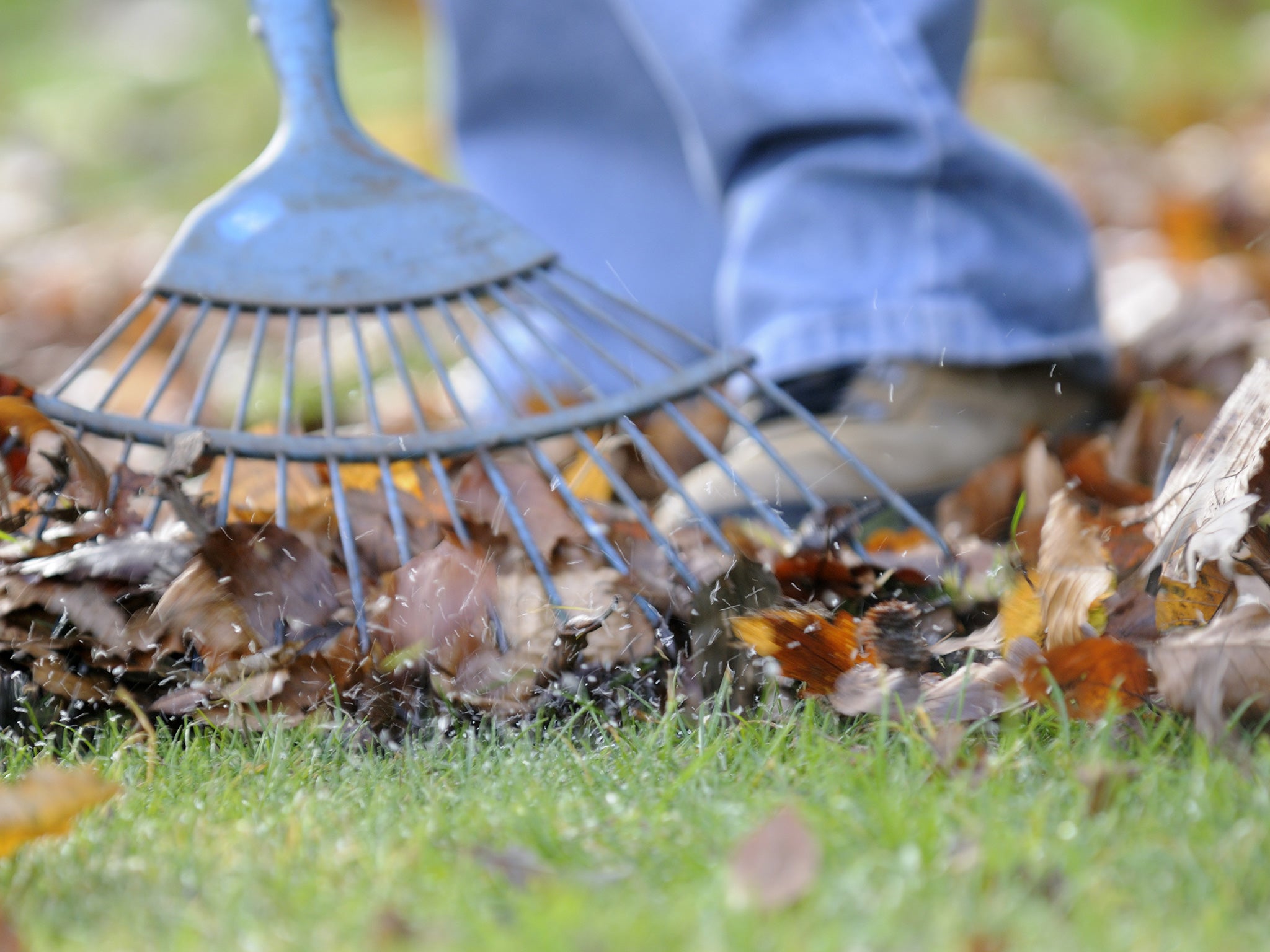 A new study has found that gardening can improve self-esteem, calm anger and ease depression