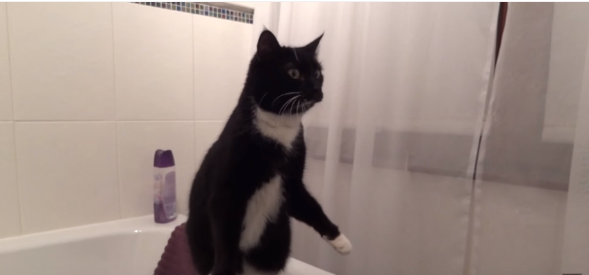 A startled Sox's poses in front of the bathroom mirror have gone down a treat with YouTubers