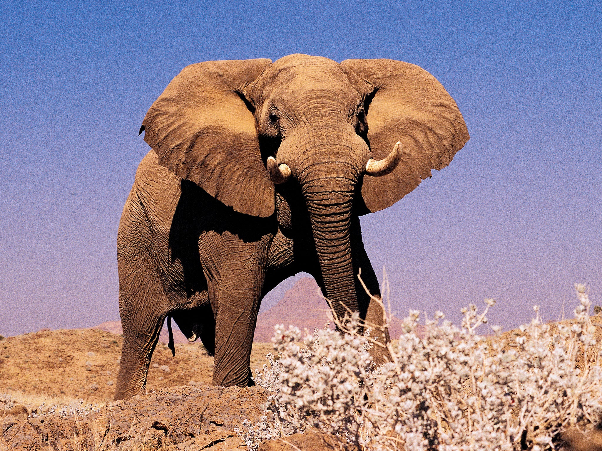 Elephant in Damaraland