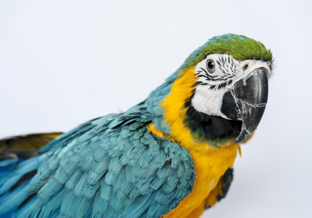 Clarke blamed local police for the death of his pet parrot