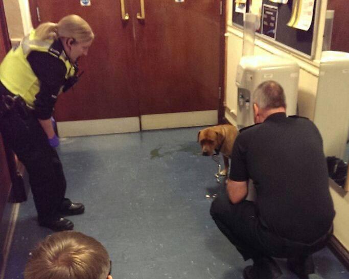 Officers looked after the dog while it pined for its owner