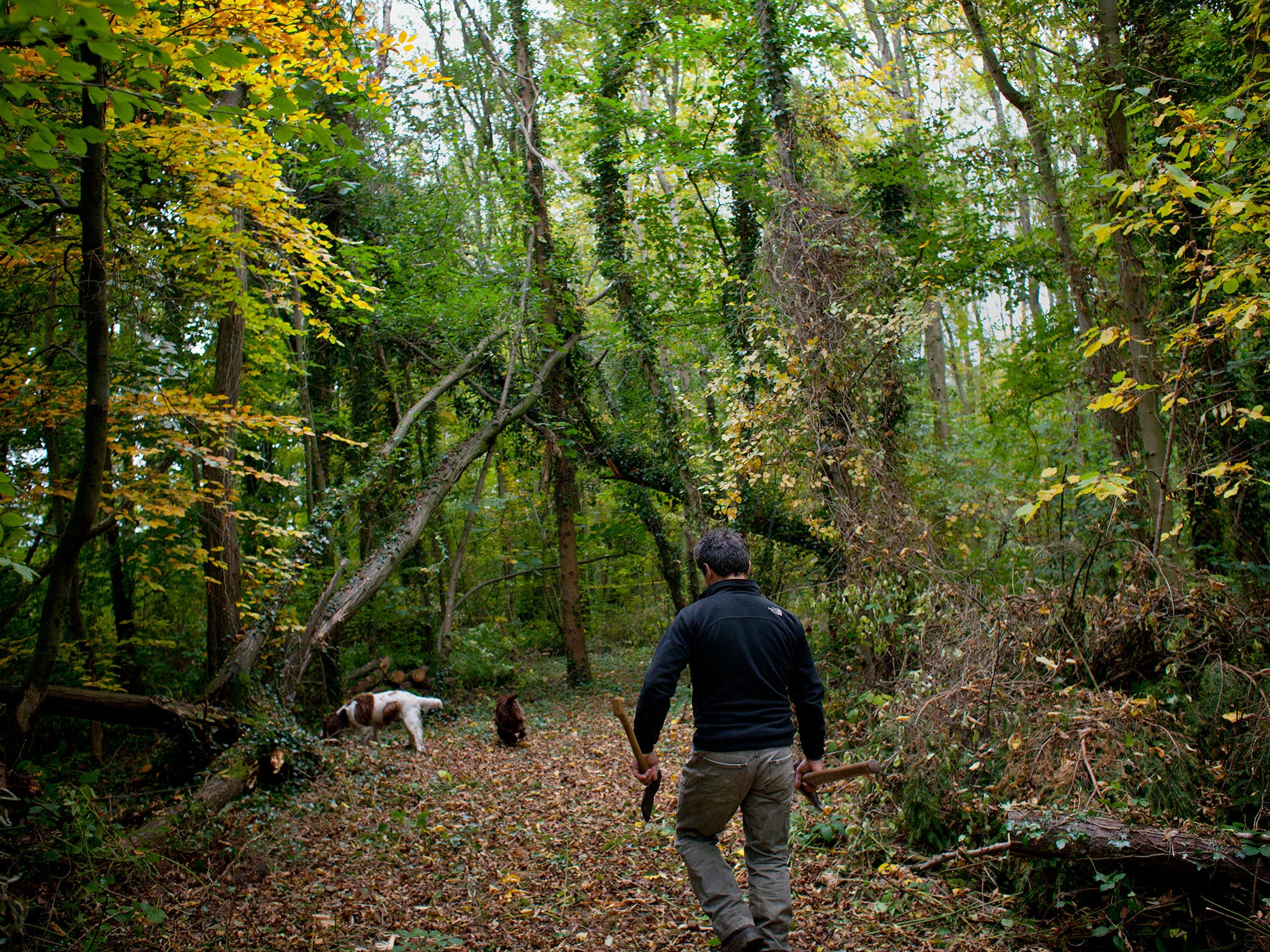 Rob’s woodland in the Black Mountains, South Wales features a mix of young oak, alder, beech, birch, hazel, lime, hawthorn, wych elm, the odd sweet chestnut and a lot of ash