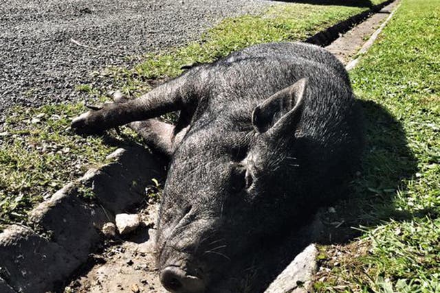 Wilbur the pig's local profile has soared