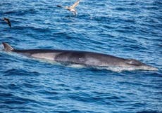 Joy as whale rescued from net following two-day operation 
