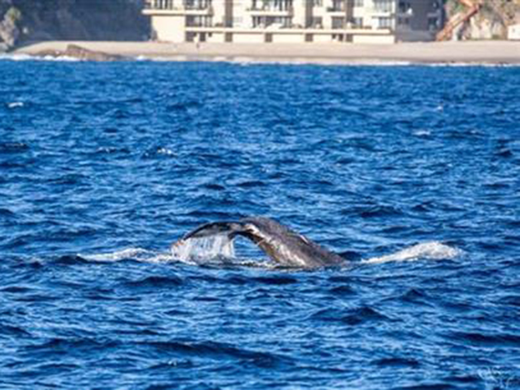 The entangled humpback whale off the Southern California coast, during a whale watching trip in Long Beach