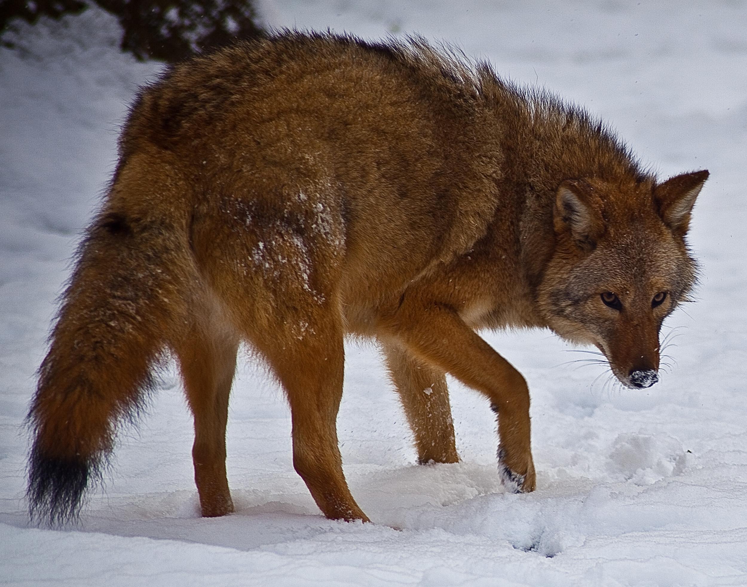 Coywolf: New coyote-wolf hybrid sees explosion in numbers | The Independent