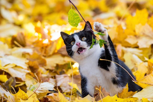 A cat plays with colorful leaves in a garden