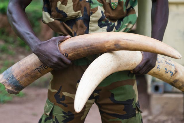 Ivory tusks of wild elephants seized from poachers in Bayanga, Central African Republic, in March 2015