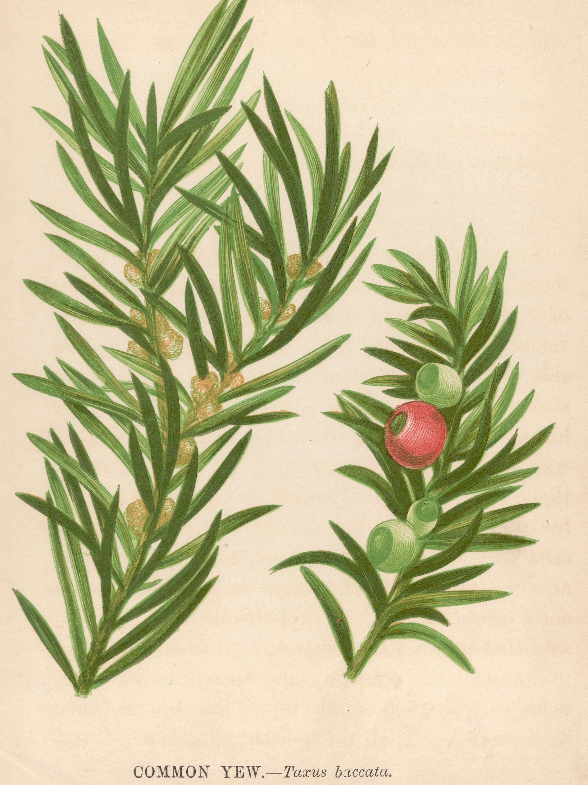 Female yews bear red seed-holding berries Getty