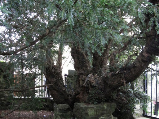 'Three ripe red berries' have been spotted on one of the yew’s branches associated with female trees