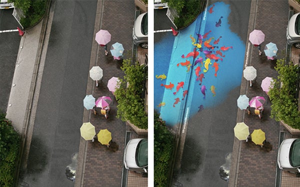 Painted fish gather in a puddle during Seoul's monsoon season