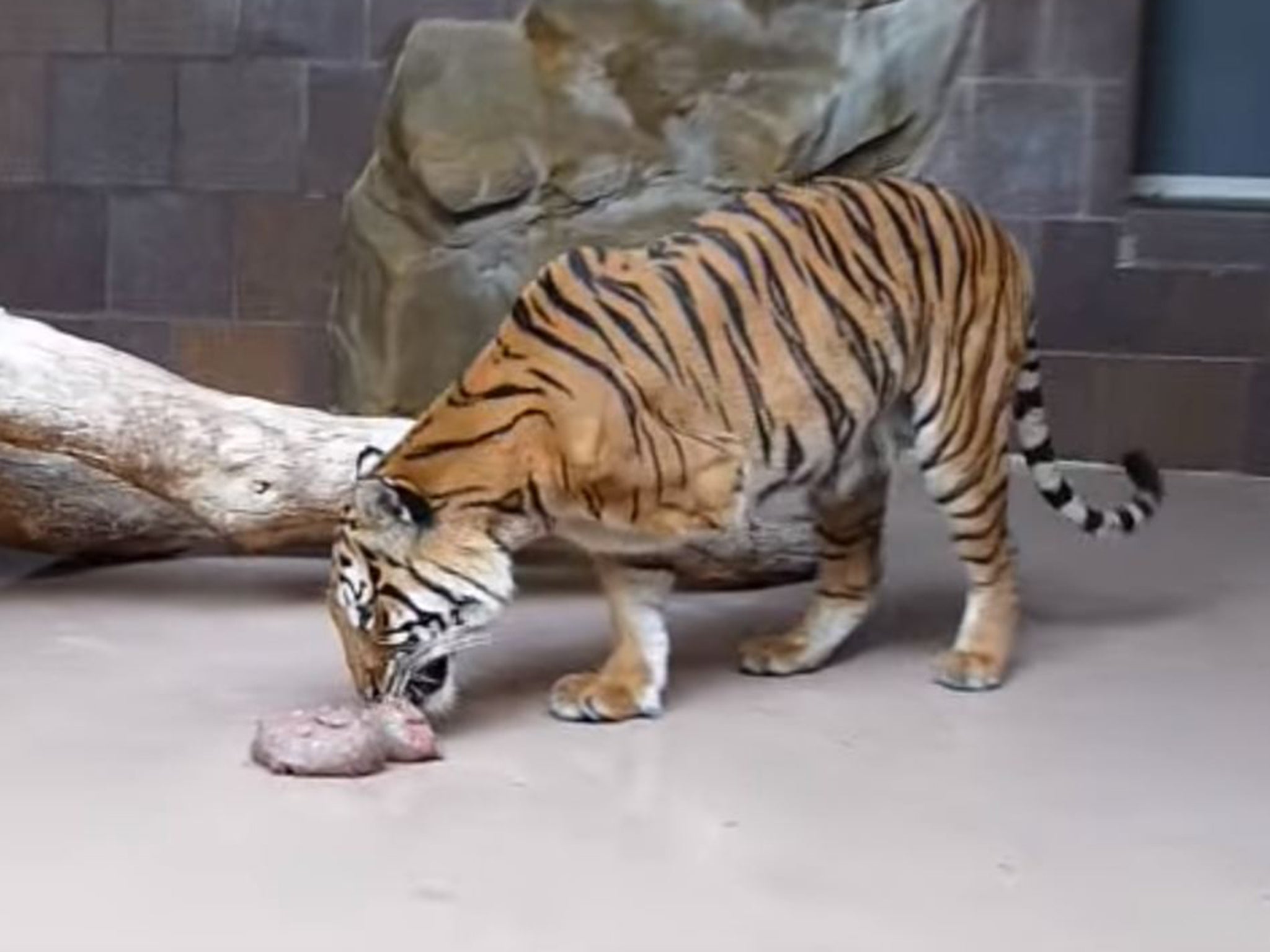 Mai the Malayan tiger was found with her front left leg ensnared in a poacher’s trap.