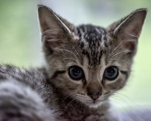 cat not eating due to stress