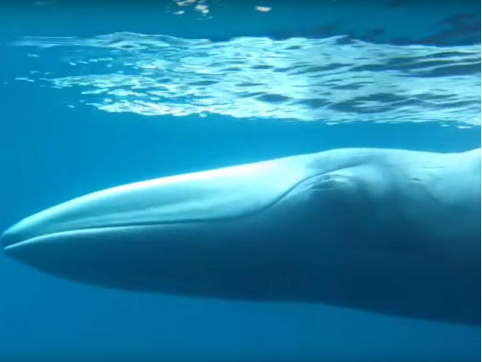 An Omura's whale swims off the coast of Madagascar