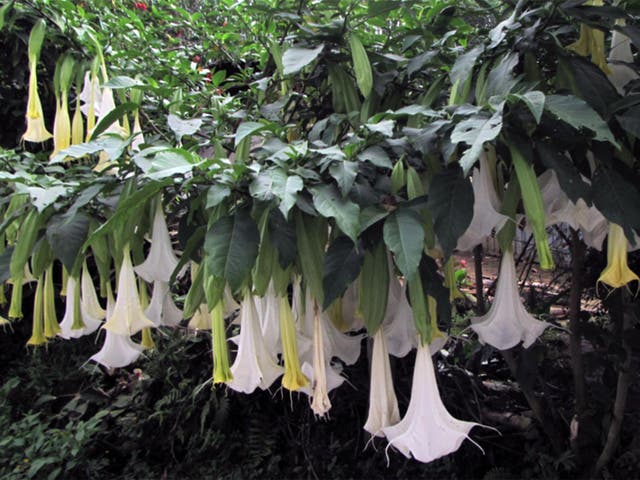 <p>Scopolamine is extracted from the plant brugmansia, part of the nightshade family</p>