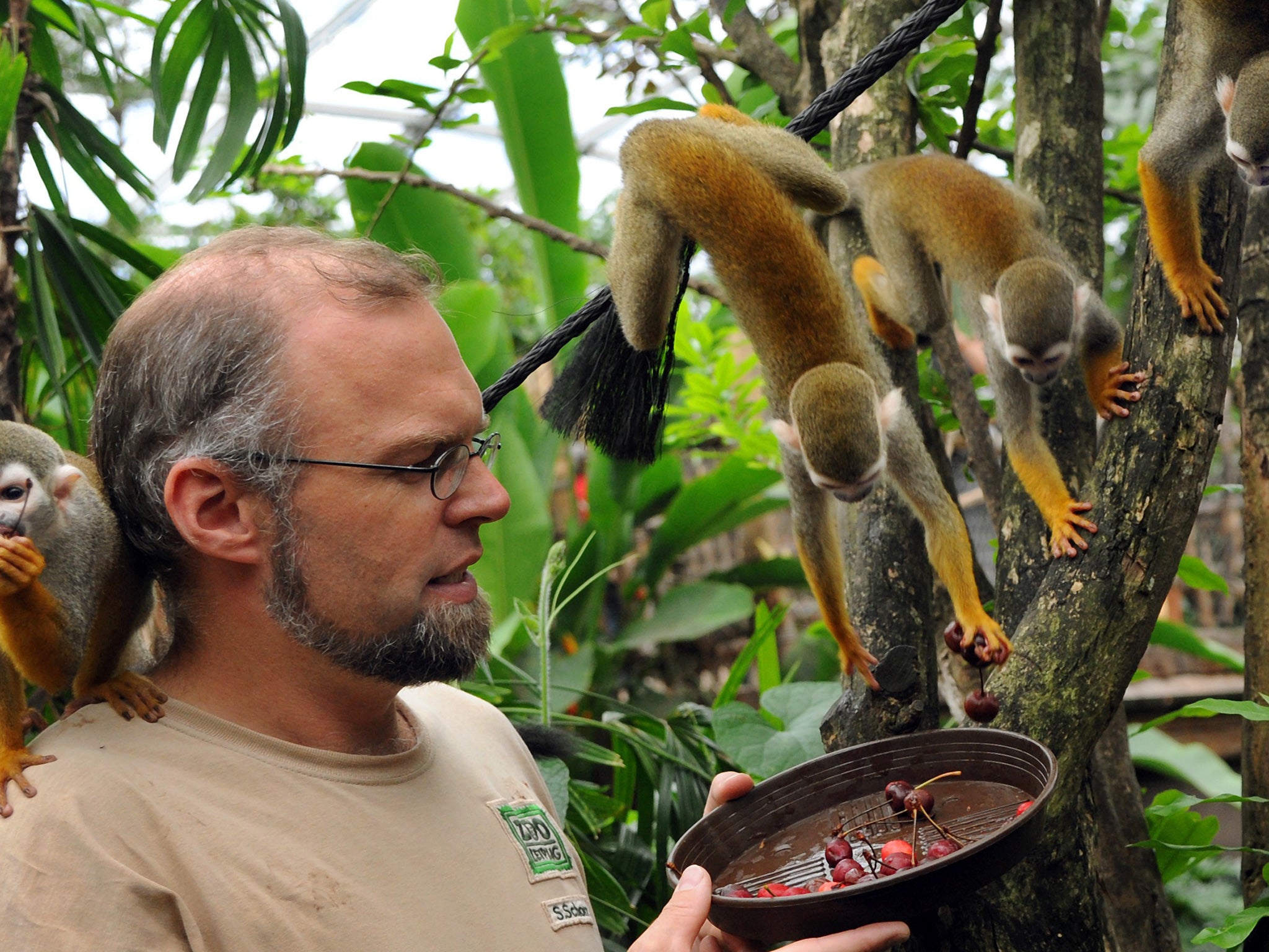 A zoologist works alongside squirrel monkeys