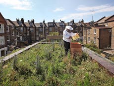 Urban beekeeping 'not reversing declining countryside populations'