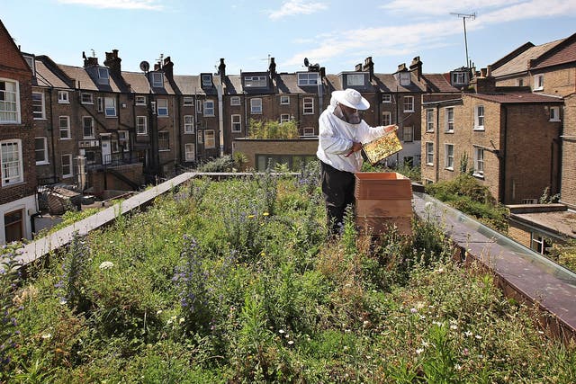 Researchers found that bee colonies closer to urban centres had higher levels of disease than those in rural areas