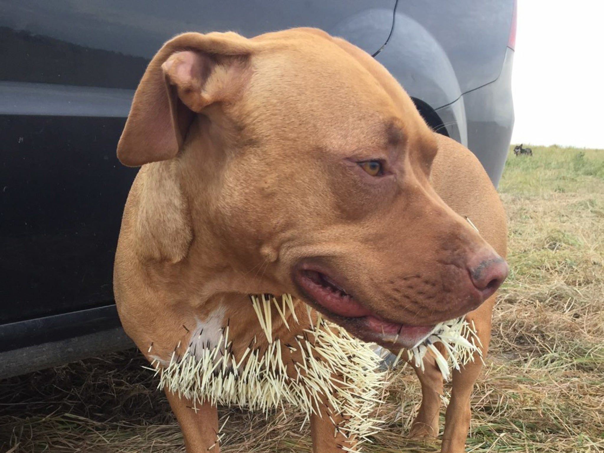 Mahalo requited extensive surgery to remove the porcupine's quills