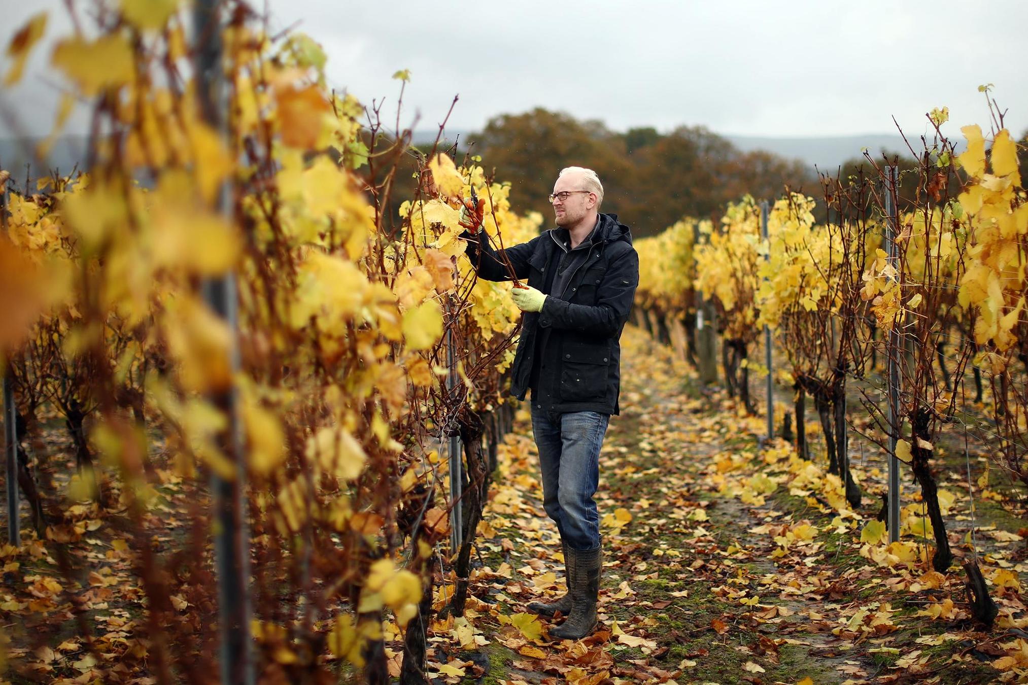 Although not traditionally viewed as serious competitor to more established wine-growing regions, English wine has become a major growth industry in recent years