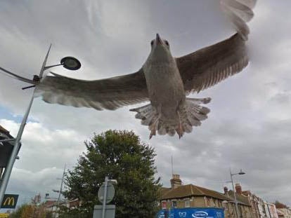 The seagull flying just above Google Street View's car