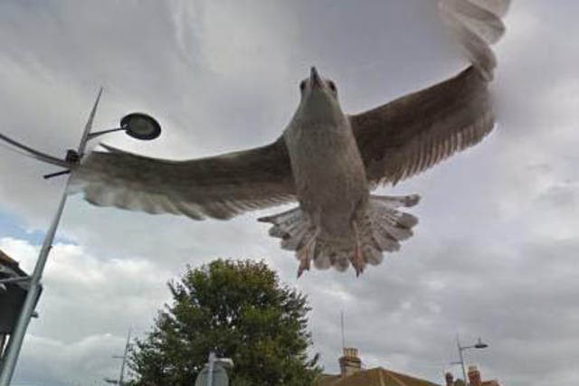 The seagull flying just above Google Street View's car