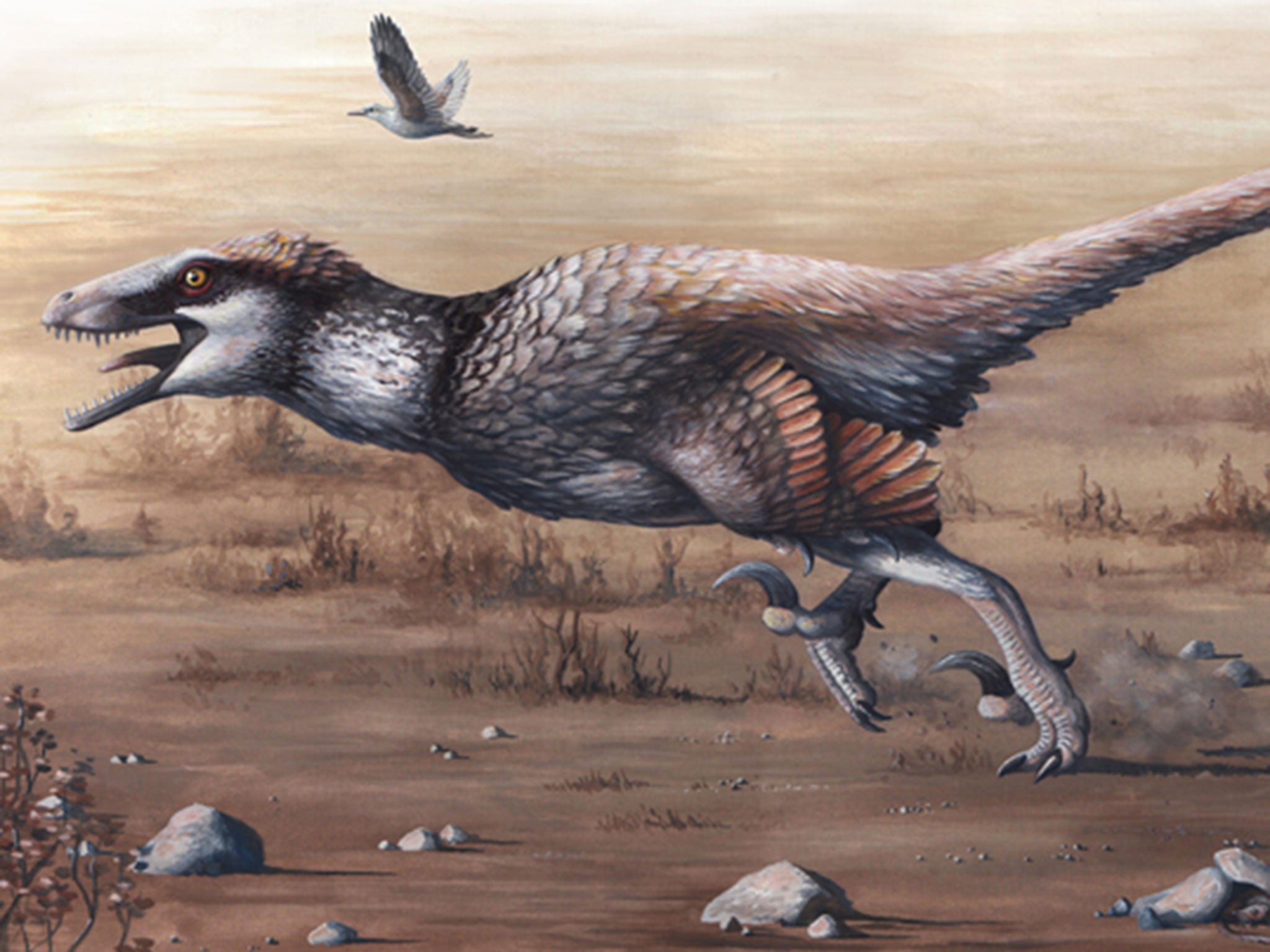 An artist's rendering of the Dakotaraptor