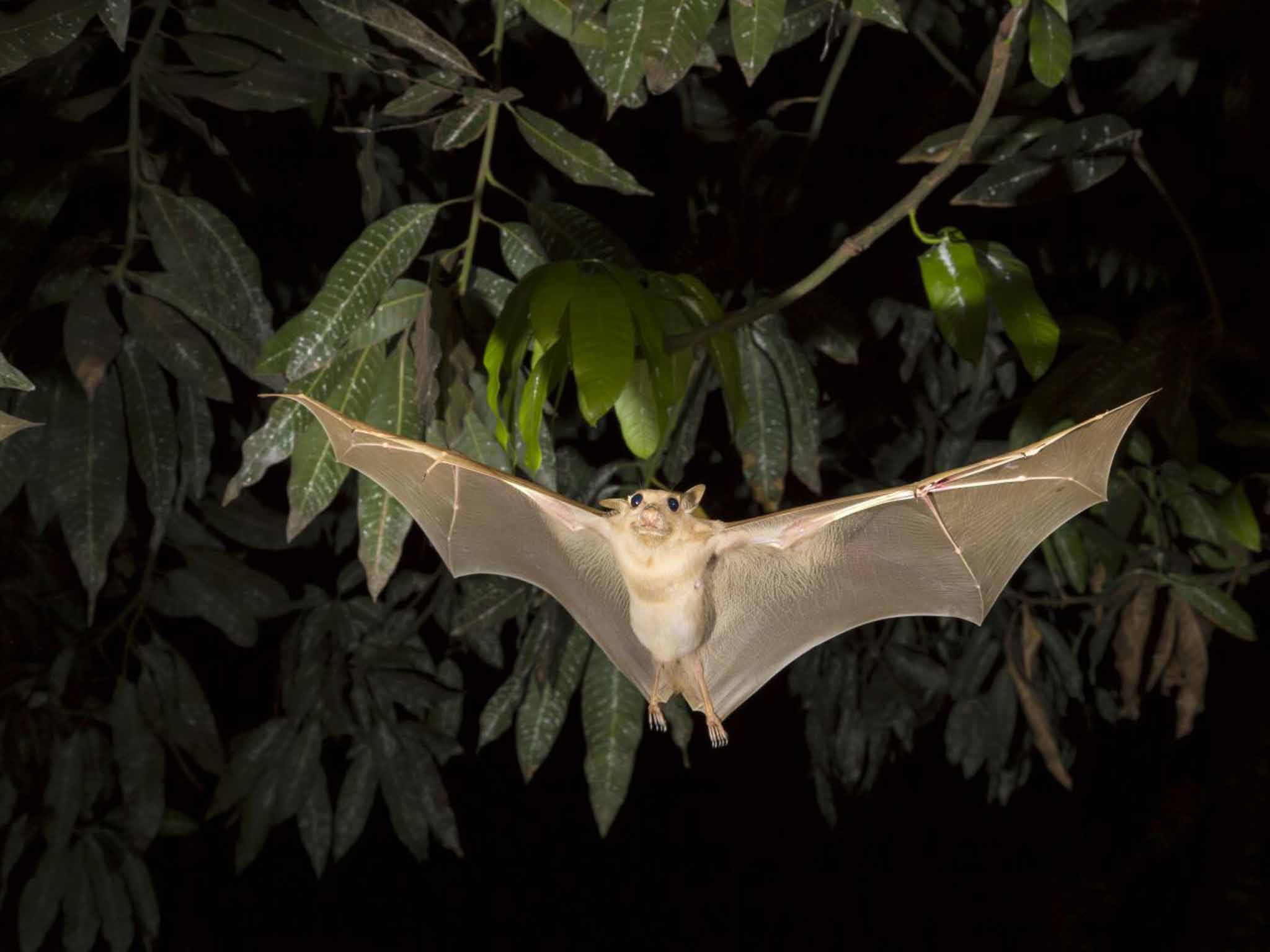 Bat in flight (Rex images)