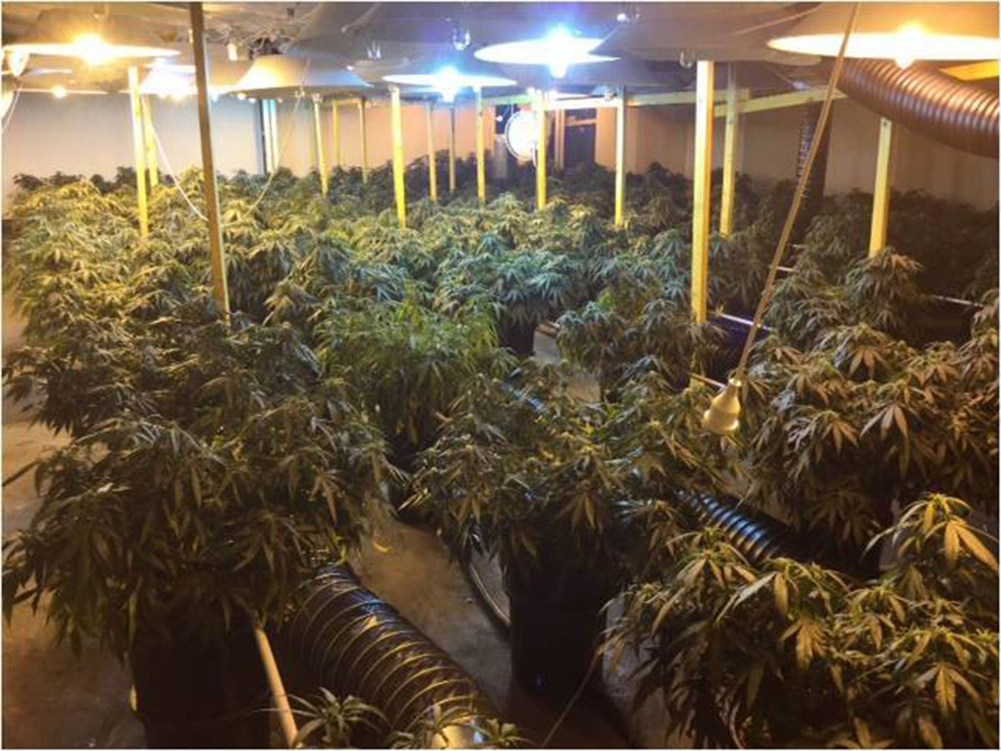 Police discovered more than £1 million worth of cannabis at the farm in Mascot, Sydney, in a raid on 5 November