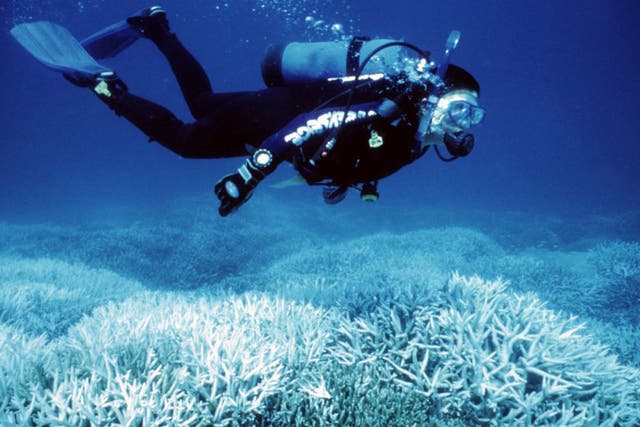 A diver swims over bleach coral