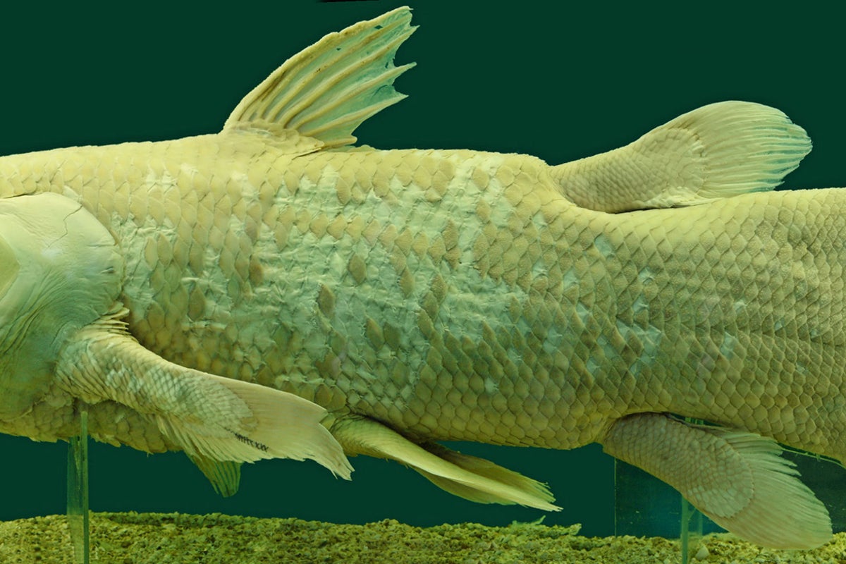 Six species we thought were extinct, but aren’t | The Independent | The ...
