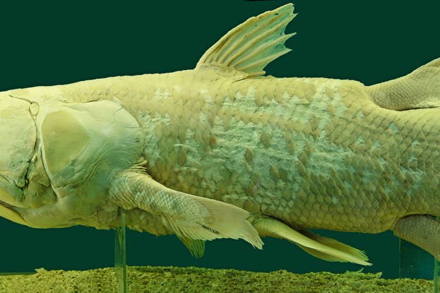 The coelacanth is possibly the most famous of Lazarus species