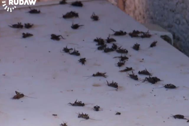 Videos showing the beetles were posted to Rudaw's website and Facebook page