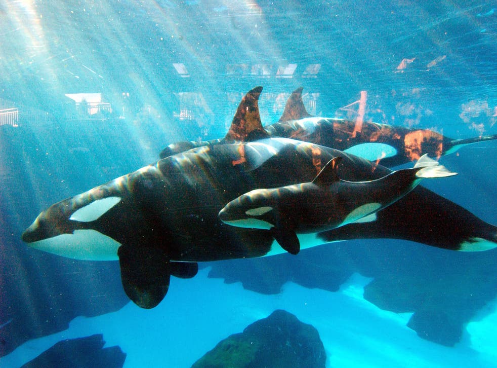 A baby killer whale born in 2014 swims with its mother at San Diego's SeaWorld theme park.